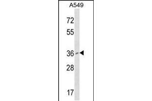 Western blot analysis in A549 cell line lysates (35ug/lane). (PCGF2 anticorps  (AA 121-150))
