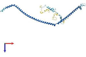 AlphaFold protein structure predicition of Human Recombinant SPATA17 Protein, UniprotID Q96L03