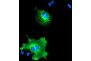 Anti-NUCB1 mouse monoclonal antibody (ABIN2455386) immunofluorescent staining of COS7 cells transiently transfected by pCMV6-ENTRY NUCB1 (RC201786). (Nucleobindin 1 anticorps)