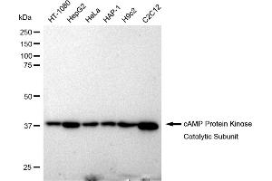 Western blotting analysis using cAMP Protein Kinase Catalytic Subunit antibody (ABIN7797808). (Recombinant C-AMP Protein Kinase (Catalytic Subunit) anticorps)