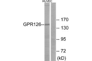 Western blot analysis of extracts from HUVEC cells, using GPR126 antibody. (G Protein-Coupled Receptor 126 anticorps  (Internal Region))