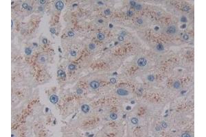 Detection of VNN1 in Human Liver Tissue using Polyclonal Antibody to Vanin 1 (VNN1)