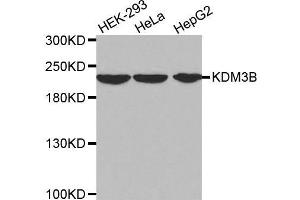 Western blot analysis of extracts of various cell lines, using KDM3B antibody. (KDM3B anticorps  (AA 1059-1283))
