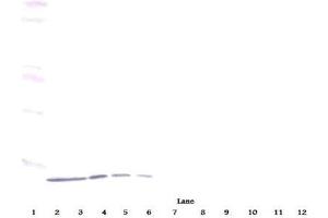 Western Blot (Unreduced) using CXCL10 / IP-10 Antibody Cat.