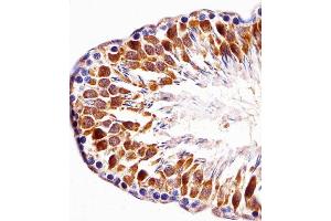 Immunohistochemical analysis of paraffin-embedded R.