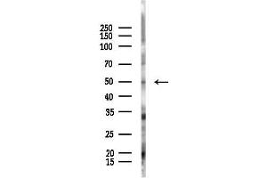 anti-Interferon Regulatory Factor 7 (IRF7) (pSer479) antibody