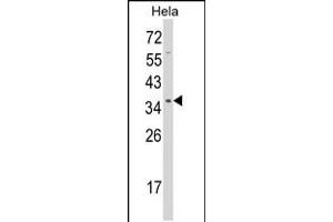 Western blot analysis of STRAP Antibody in Hela cell line lysates (35ug/lane) (STRAP anticorps  (C-Term))