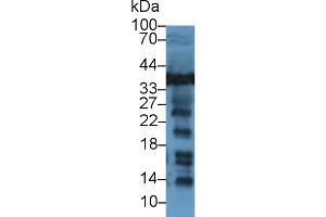 Western Blot; Sample: Human Jurkat cell lysate; Primary Ab: 1µg/ml Rabbit Anti-Rat LDHB Antibody Second Ab: 0. (LDHB anticorps  (AA 1-334))