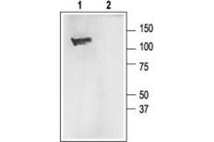 Western blot analysis of rat brain membranes: - 1.