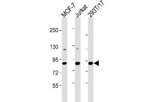 All lanes : Anti-HNRNPUL2 Antibody (Center) at 1:2000 dilution Lane 1: MCF-7 whole cell lysates Lane 2: Jurkat whole cell lysates Lane 3: 293T/17 whole cell lysates Lysates/proteins at 20 μg per lane. (HNRNPUL2 anticorps  (AA 337-350))