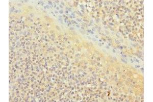 Immunohistochemistry of paraffin-embedded human tonsil tissue using ABIN7171372 at dilution of 1:100