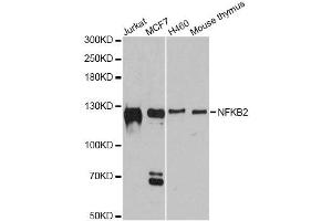 Western blot analysis of extracts of various cell lines, using NFKB2 antibody. (NFKB2 anticorps  (AA 690-899))