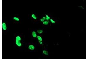 Image no. 4 for anti-PHD Finger Protein 7 (PHF7) (AA 155-381) antibody (ABIN1490975)