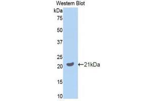Western Blotting (WB) image for anti-Growth Arrest-Specific 6 (GAS6) (AA 483-646) antibody (ABIN1858961) (GAS6 anticorps  (AA 483-646))