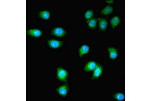 Immunofluorescent analysis of A549 cells using ABIN7163630 at dilution of 1:100 and Alexa Fluor 488-congugated AffiniPure Goat Anti-Rabbit IgG(H+L) (PDGFRB anticorps  (AA 901-1106))