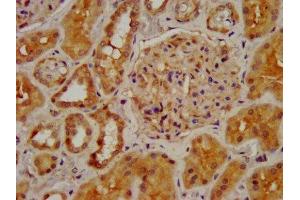 IHC image of ABIN7161352 diluted at 1:400 and staining in paraffin-embedded human kidney tissue performed on a Leica BondTM system. (CHRNB2 anticorps  (AA 322-458))