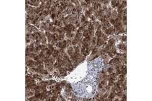 Immunohistochemical staining of human liver with SPOPL polyclonal antibody  shows strong cytoplasmic positivity in hepatocytes. (SPOPL anticorps)