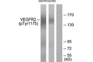 Western blot analysis of extracts from HuvEc cells and NIH/3T3 cells, using VEGFR2 (Phospho-Tyr1175) Antibody. (VEGFR2/CD309 anticorps  (pTyr1175))
