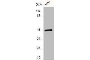Western Blot analysis of K562 cells using CCK-BR Polyclonal Antibody (CCKBR anticorps  (N-Term))