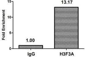 Chromatin Immunoprecipitation Hela (4*10 6 ) were treated with Micrococcal Nuclease, sonicated, and immunoprecipitated with 5 μg anti-H3F3A (ABIN7139281) or a control normal rabbit IgG. (Histone H3.3 anticorps  (2meLys79))
