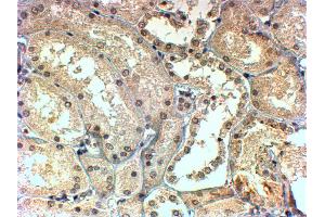ABIN184688 (4µg/ml) staining of paraffin embedded Human Kidney. (TBL1X anticorps  (C-Term))
