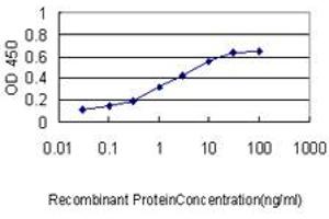 Detection limit for recombinant GST tagged BAG1 is approximately 0. (BAG1 anticorps  (AA 241-345))