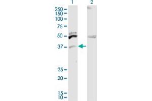 Western Blot analysis of ITM2B expression in transfected 293T cell line by ITM2B MaxPab polyclonal antibody.