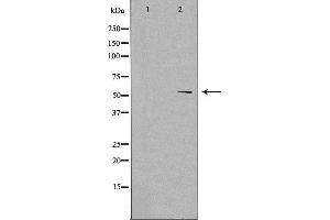 Western blot analysis of extracts from RAW264. (DUSL2 anticorps  (C-Term))