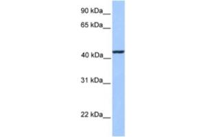 Western Blotting (WB) image for anti-Kinesin Light Chain 3 (KLC3) antibody (ABIN2463551) (KLC3 anticorps)