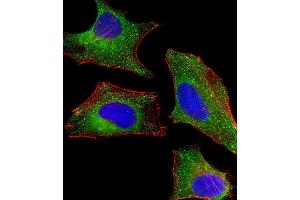 Immunofluorescent analysis of 4 % paraformaldehyde-fixed, 0.