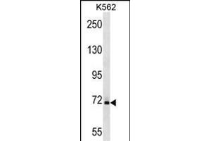 SHD1 Antibody (Center) (ABIN1538062 and ABIN2849162) western blot analysis in K562 cell line lysates (35 μg/lane). (SAMHD1 anticorps  (AA 204-230))