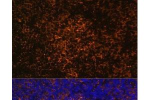 Immunofluorescence analysis of Rat thymus using ICOS Polyclonal Antibody at dilution of 1:100. (ICOS anticorps)