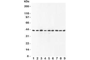 Western blot testing of SOX7 antibody and Lane 1:  rat brain;  2: human placenta;  3: (r) lung;  4: (r) testis;  5: (h) HeLa;  6: (h) A549;  7: (h) HEPG2;  8: (h) SMMC-7721;  9: mouse Neuro-2a lysate (SOX7 anticorps  (C-Term))
