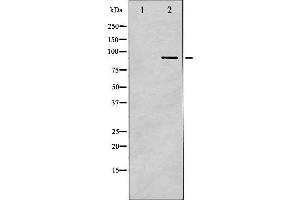 Western blot analysis of IKK- beta phosphorylation expression in COS7 whole cell lysates,The lane on the left is treated with the antigen-specific peptide.