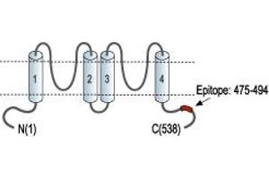 Potassium Channel, Subfamily K, Member 10 (KCNK10) peptide