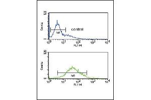 ZFYVE16 Antibody (N-term) (ABIN651313 and ABIN2840182) flow cytometric analysis of K562 cells (bottom histogram) compared to a negative control cell (top histogram). (ZFYVE16 anticorps  (N-Term))