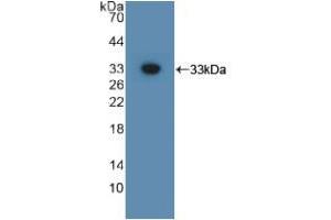 Western blot analysis of recombinant Mouse GPC3. (Glypican 3 anticorps  (AA 344-559))