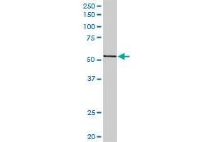 PVRL2 MaxPab rabbit polyclonal antibody.