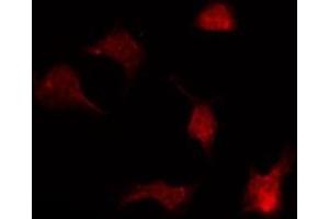 ABIN6267255 staining COS7 by IF/ICC.