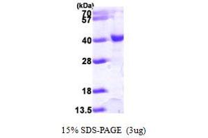 SDS-PAGE (SDS) image for Histone Acetyltransferase 1 (HAT1) (AA 20-341) protein (His tag) (ABIN7278983)