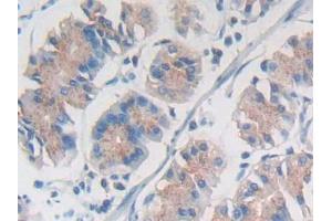 IHC-P analysis of Human Stomach Tissue, with DAB staining. (SYNE1 anticorps  (AA 30-283))