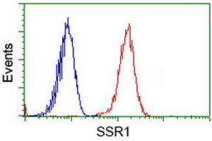 Image no. 1 for anti-Signal Sequence Receptor, alpha (SSR1) antibody (ABIN1501153)