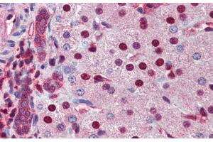 Immunohistochemistry with Human Liver cell lysate tissue at an antibody concentration of 5.