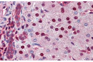 Immunohistochemistry with Human Liver cell lysate tissue at an antibody concentration of 5. (NR0B2 anticorps  (Middle Region))