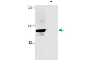 Western blot of rat spinal cord showing specific immunolabeling of the ~48k alpha1- and alpha2 subunits of the glycine receptor. (GLRA1 anticorps  (N-Term))