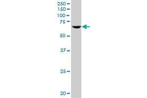 POLR3C MaxPab polyclonal antibody. (POLR3C anticorps  (AA 1-534))