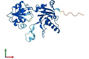 AlphaFold protein structure predicition of Human Recombinant DPH5 Protein, UniprotID Q9H2P9