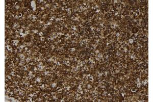 ABIN6272924 at 1/100 staining Mouse spleen tissue by IHC-P.