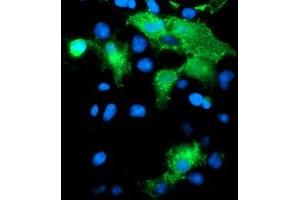 Anti-PECAM1 mouse monoclonal antibody (ABIN2455852) immunofluorescent staining of COS7 cells transiently transfected by pCMV6-ENTRY PECAM1 (RC208654). (CD31 anticorps)