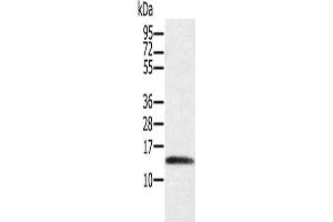 Gel: 12 % SDS-PAGE, Lysate: 40 μg, Lane: Human placenta tissue, Primary antibody: ABIN7130526(PAGE1 Antibody) at dilution 1/200, Secondary antibody: Goat anti rabbit IgG at 1/8000 dilution, Exposure time: 3 minutes (PAGE1 anticorps)